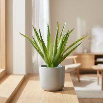 Artikel Aloe Vera künstlich Grün 26cm aus Kunststoff mit Metalldraht