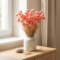 Artikel Trockenblumen Capblumen Strohblumen Lachs, ca. 40–44 cm