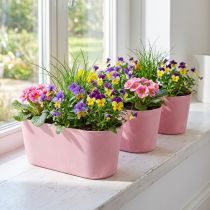 Artikel Pflanzschale oval Rosa aus Kunststoff 27×11×10cm 3er-Set für Fensterbank und Kräutergarten