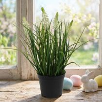 Artikel Deko Traubenhyazinthe Creme im Topf 26cm Kunststoff