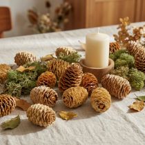 Artikel Sabulosum Zapfen Holz Creme 4–6 cm 500 g für Dekorationen