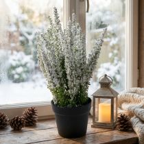 Artikel Künstliche Besenheide weiß im Topf, Calluna vulgaris, H26 cm