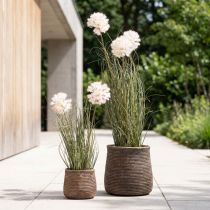 Artikel Künstliche Kugelblume Allium Zierlauch im Topf 54cm Weiß