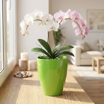 Artikel Orchideentopf Kunststoff glänzend Limette Ø12,5cm