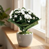 Artikel Kalanchoe künstlich aus Kunststoff Weiß 24cm