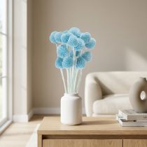 Artikel Craspedia Trockenblumen blau 55cm 20 Stück für Vasen Deko