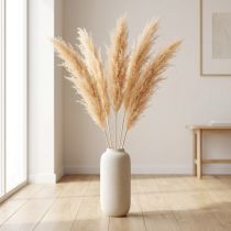Artikel Asparagus Trockengras Zierspargel Apricot 90cm 5er-Bund