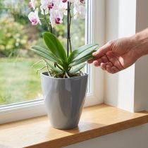 Artikel Grauer Orchideentopf aus Kunststoff Ø12,5cm, Höhe 17cm