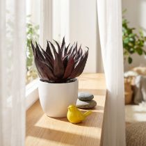 Artikel Künstliche Aloe Vera im weißen Topf, ca. 20 cm, Dunkelgrün-Rot