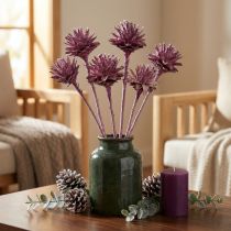 Artikel Leucospermum 1 brombeer gefrostet 25 St