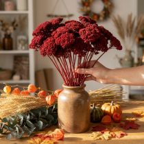 Artikel Getrocknete Achillea Weinrot 1kg, 45-60cm, Holz