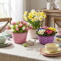 Artikel Runde Pflanzschale aus Spanholz Ø19cm Lila Weiß Rosa Set 8
