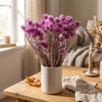 Artikel Trockenblumen Bund Lila Strohblumen H42cm Natur