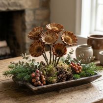 Artikel Trockenblume Compacta Rosette naturfarben 26-30cm 100 Stück
