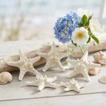 Artikel Getrocknete Seesterne aus Naturmaterial, Weiß, 7-11 cm, 15 Stück