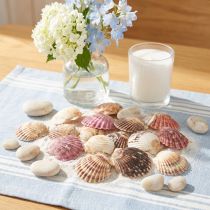 Artikel Herzmuscheln Natur Deko Muschelschalen 3–5cm 300g