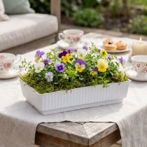 Artikel Steckschale aus Kunststoff für Blumengestecke 15x8x4cm Weiß 10 Stück