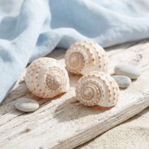 Artikel Muschelgehäuse Tonna Tessalata Natur 10–14 cm 7 Stück