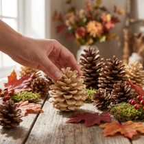 Artikel Pinienzapfen aus Holz creme, 5-18 cm, 25 Stück