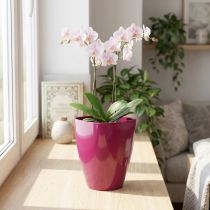 Artikel Orchideentopf Kunststoff glänzend Ø12,5cm Kirsche 1 Stück