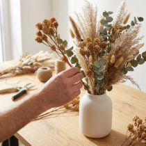 Artikel Salignum Zweig Leucadendron Trockenblumen 35–45cm Naturfarben 25 Stk