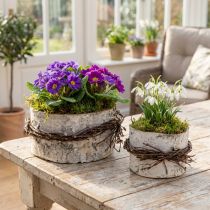 Artikel Übertopf Birkenholz Weiß rund mit Zweigdekor Ø11/16cm 2er-Set