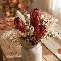 Artikel Protea Grandiceps Trockenblumen Rot 25 Stück ca. 18–27cm