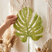 Artikel Getrocknete Monstera-Blätter Grün 50–55 cm Dekoration