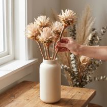 Artikel Leucospermum Plumosum Trockenblumen Creme Naturfarben 25 Stück ca. 20–30 cm