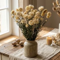 Artikel Trockenblumen Strohblume Creme Helichrysum 50cm Naturprodukt