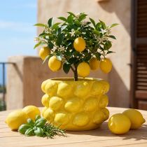 Artikel Blumentopf Keramik Gelb Ø18,5cm H12cm mit Zitronenmotiv
