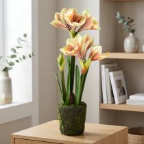 Artikel Künstliche Amaryllis im Moosballen mit rosa-gelb gemusterten Blüten – 45 cm