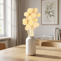 Artikel Craspedia Trockenblumen Creme 20 Stängel 50-55cm Dekoration