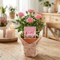 Artikel Selbstklebende Etiketten „Herzlichen Glückwunsch“ Kunststoff 3,5x3,5cm Rosa 500 Stück