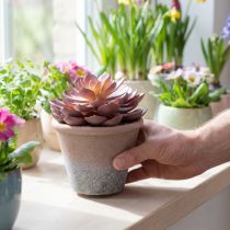 Artikel Sukkulente im Keramiktopf, Echeveria künstlich, Ø 15 cm, Höhe 16 cm, Rot