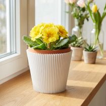 Artikel Plissee-Manschetten Kunststoff Weiß 8,5cm 100 Stück