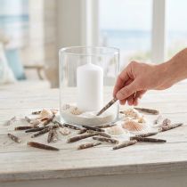 Artikel Deko-Seeigelstacheln Natur L3–8cm 450g für maritime Dekoration