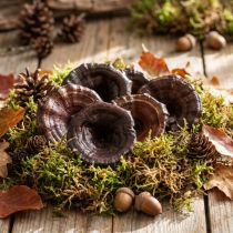 Artikel Trockenpilze Kalix Natur Braun lackiert ca. 7–8 cm 50 Stück