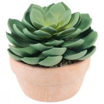 Artikel Künstliche Sukkulente Echeveria Grün im Terrakotta-Topf Ø15cm