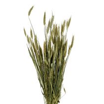 Artikel Getreidedeko Triticale als Bund Natur 1Bund