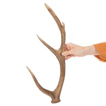 Artikel Deko-Geweih aus Polyresin braun 50cm rustikal für Innen