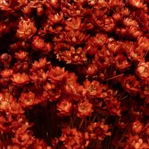 Artikel Trockenblumenstrauß Glixia rot 44cm für Vasen und Gestecke