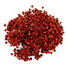 Artikel Trockenblumenstrauß Glixia rot 44cm für Vasen und Gestecke