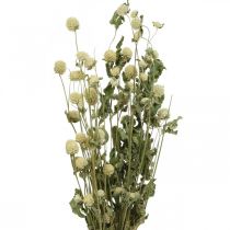 Trockenblume, Kugelamarant, Gomphrena Globosa Weiß L49cm 45g