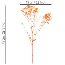 Artikel Schleierkraut Trockenblumenstrauß Gypsophila Orange 75 cm 100 g