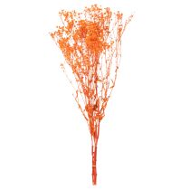 Artikel Schleierkraut Trockenblumenstrauß Gypsophila Orange 75 cm 100 g