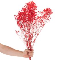 Artikel Trockenblumen Schleierkraut Rot 75cm 100g für Wohnraumdekoration