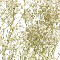 Getrocknetes Schleierkraut, Trockenfloristik, Gypsophila Weiß L64cm 20g