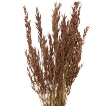 Artikel Hafer Trockendeko Trockengräser Braun L64cm 70-75g 2St