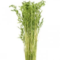 Hafer getrocknet Grün Getreide Rustikale Trockendeko 70cm Bund à 100g